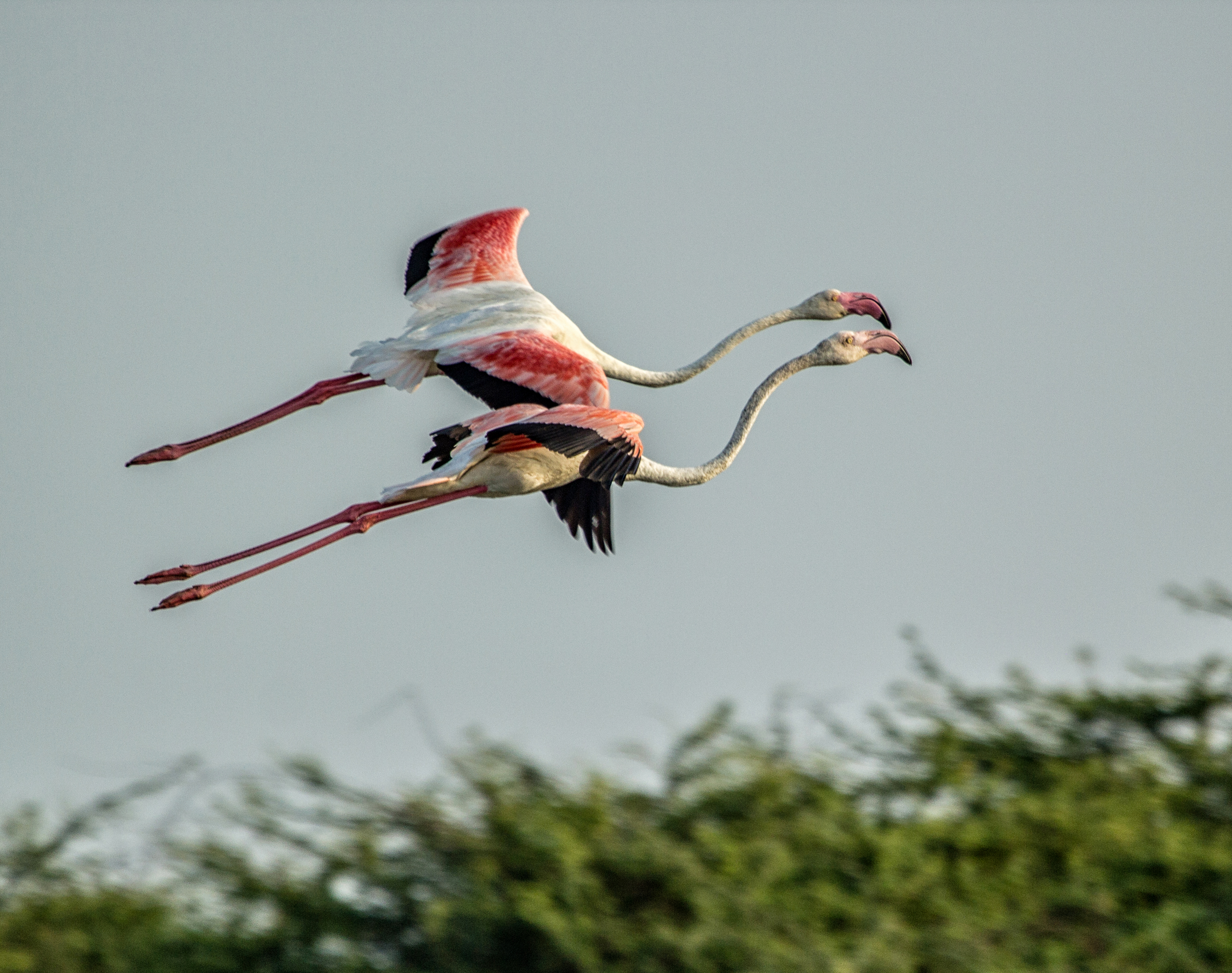 handofcolors_Flamingos in flight