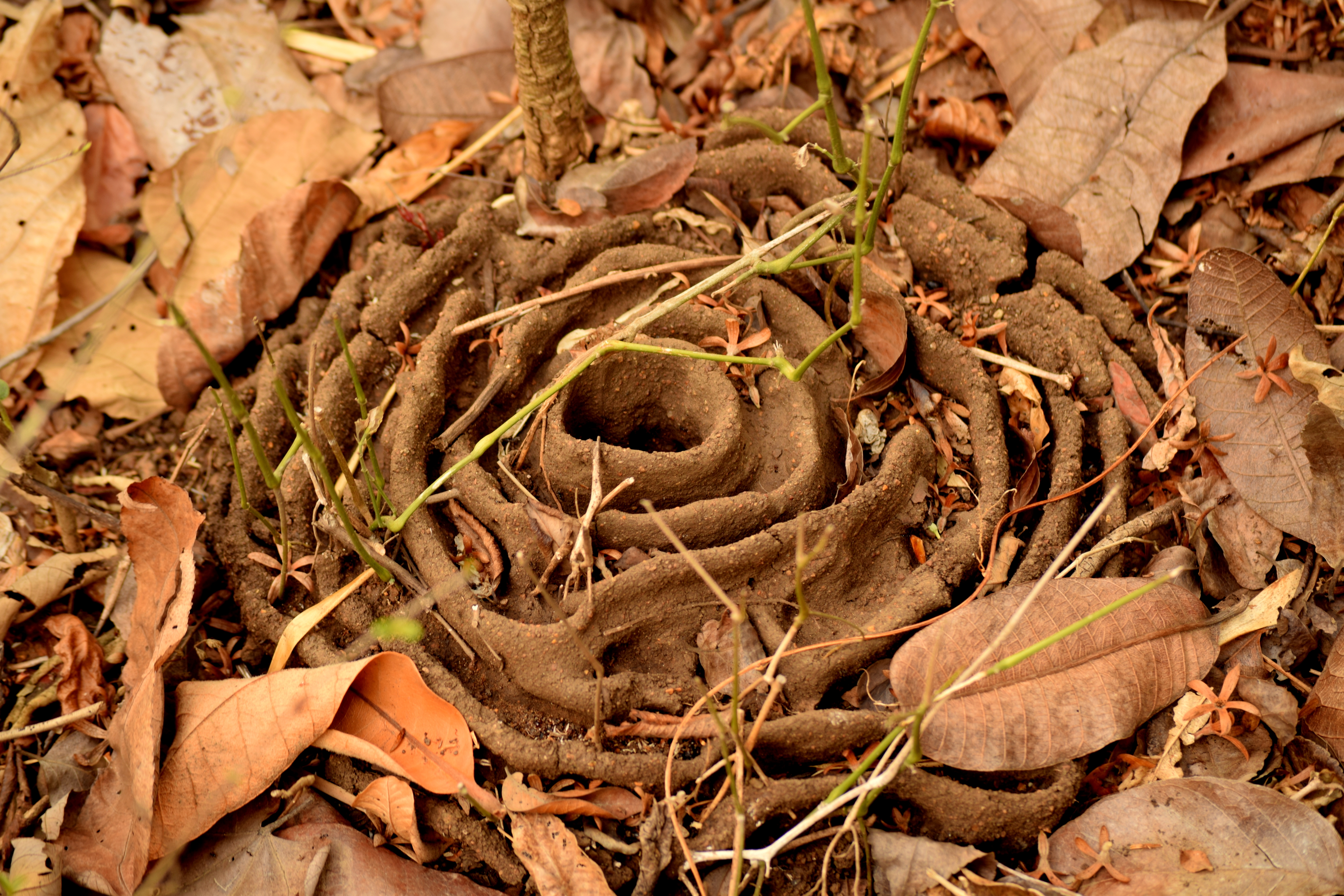 Nest of Harvest ant_Sanjay Gandhi National Park_Mumbai