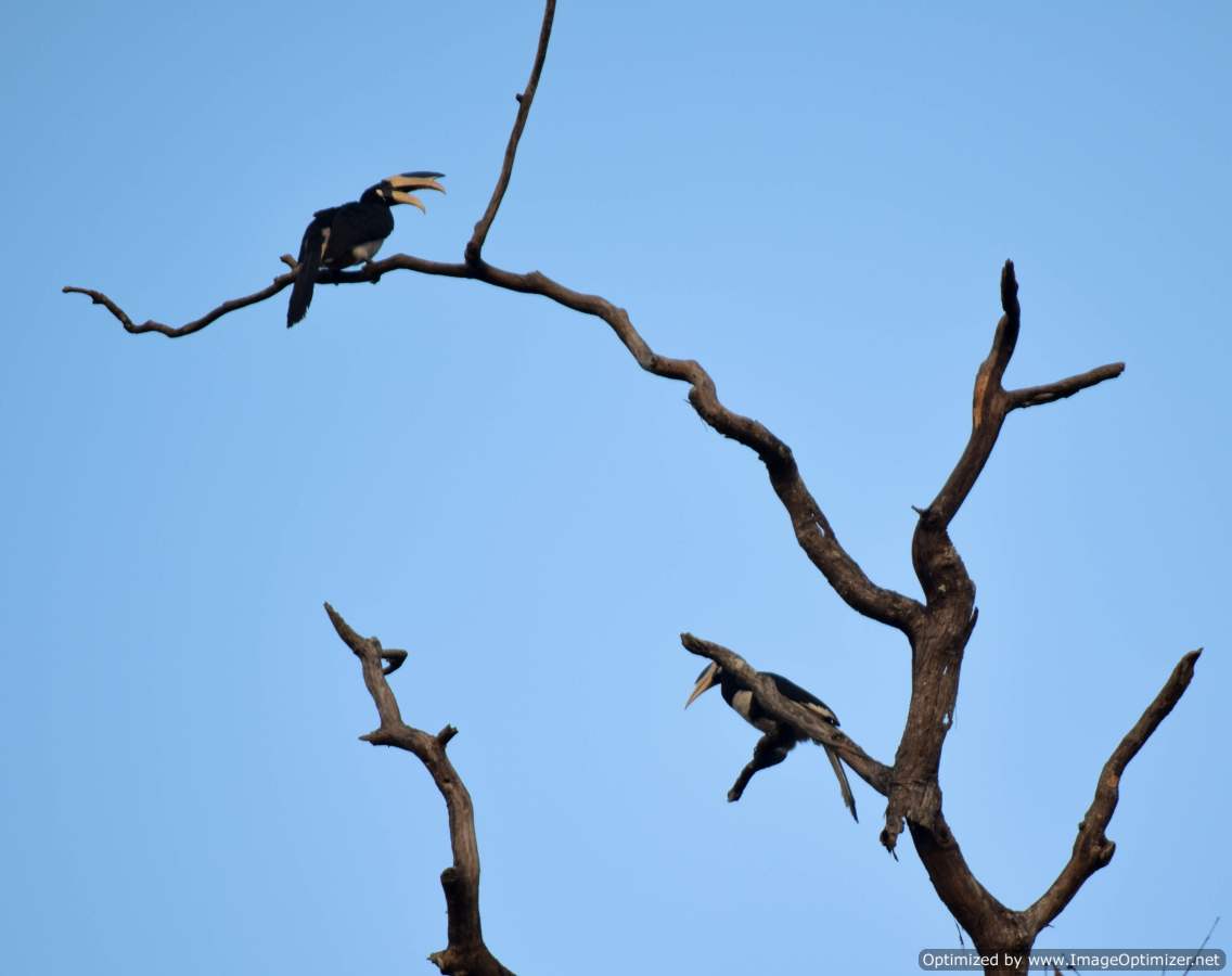 hornbill_dandeli